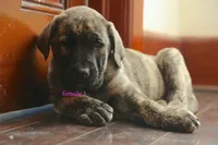 Caucasin Ovcharka/FB pup 2, a female Caucasian Ovcharka and Fila Brasileiro for sale in Newburgh, NY – Photo 5 of 6