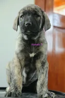 Caucasin Ovcharka/FB pup 2, a female Caucasian Ovcharka and Fila Brasileiro for sale in Newburgh, NY – Photo 3 of 6