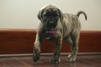 Caucasin Ovcharka/FB pup 2, a female Caucasian Ovcharka and Fila Brasileiro for sale in Newburgh, NY – Photo 2 of 6