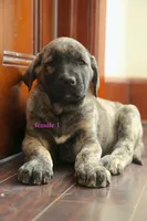 Caucasin Ovcharka/FB pup 2, a female Caucasian Ovcharka and Fila Brasileiro for sale in Newburgh, NY – Photo 4 of 6