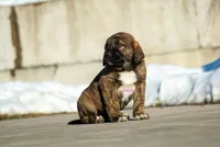 Fila Braziliero/CO pup male, a male Caucasian Ovcharka and Fila Brasileiro for sale in Newburgh, NY – Photo 1 of 3