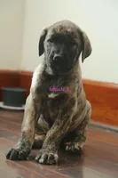 Caucasin Ovcharka/FB pup 2, a female Caucasian Ovcharka and Fila Brasileiro for sale in Newburgh, NY – Photo 1 of 6