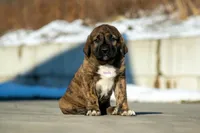 Fila Braziliero/CO pup male, a male Caucasian Ovcharka and Fila Brasileiro for sale in Newburgh, NY – Photo 2 of 3