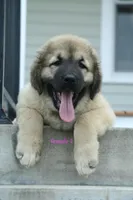 Purebred Caucasian Ovcharka pup 2, a female Caucasian Ovcharka for sale in Newburgh, NY – 5 of 10