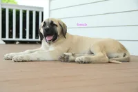 Purebred Kangal 1 Female, a female Kangal Dog for sale in Newburgh, NY – 1 of 9