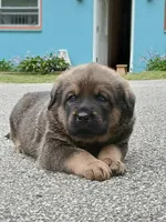 Tibetan Mastiff cross male 3, a male Caucasian Ovcharka and Tibetan Mastiff for sale in Newburgh, NY – 4 of 4