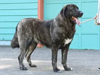 Caucasian Ovcharka/Spanish Mastiff 1 Female, a female Spanish Mastiff and Caucasian Ovcharka for sale in Newburgh, NY – 4 of 8