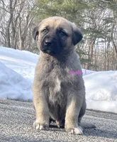 Kangal/Spanish mastiff male 1, a male Spanish Mastiff and Kangal Dog for sale in Newburgh, NY – Photo 1 of 5