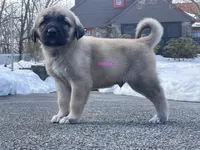 Kangal/Spanish mastiff male 2, a male Spanish Mastiff and Kangal Dog for sale in Newburgh, NY – Photo 3 of 5