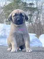 Kangal/Spanish mastiff male 2, a male Spanish Mastiff and Kangal Dog for sale in Newburgh, NY – Photo 2 of 5