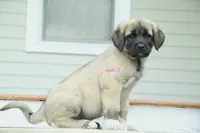 Purebred Kangal  male 2, a male Kangal Dog for sale in Newburgh, NY – 3 of 7
