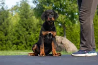 Tibetan Mastiff cross Female , a female Rottweiler and Tibetan Mastiff for sale in Newburgh, NY – 2 of 4