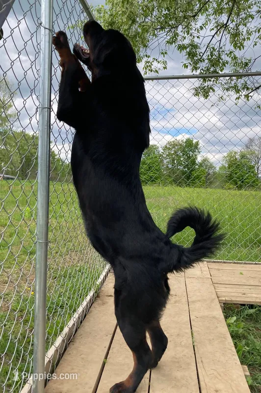 Tibetan Mastiff/Rottweiler female – Rottweiler, Tibetan Mastiff puppy for sale in Newburgh, NY
