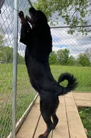 Tibetan Mastiff/Rottweiler female, a female Rottweiler and Tibetan Mastiff for sale in Newburgh, NY – 1 of 3