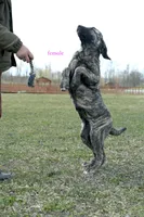 Caucasin Ovcharka/FB pup 1, a male Caucasian Ovcharka and Fila Brasileiro for sale in Newburgh, NY – Photo 5 of 7