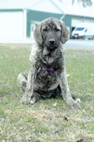 Caucasin Ovcharka/FB pup 1, a male Caucasian Ovcharka and Fila Brasileiro for sale in Newburgh, NY – Photo 4 of 7
