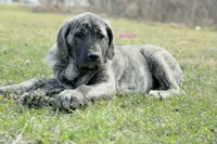 Caucasin Ovcharka/FB pup 1, a male Caucasian Ovcharka and Fila Brasileiro for sale in Newburgh, NY – Photo 3 of 7