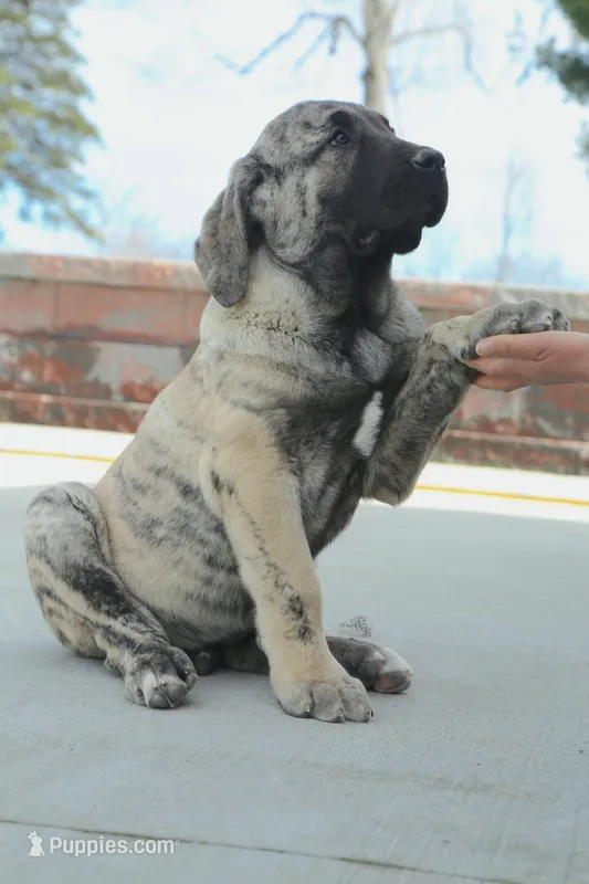 Caucasin Ovcharka/FB pup 1 – Caucasian Ovcharka, Fila Brasileiro puppy for sale in Newburgh, NY