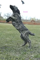 Caucasin Ovcharka/FB pup 1, a male Caucasian Ovcharka and Fila Brasileiro for sale in Newburgh, NY – Photo 6 of 7