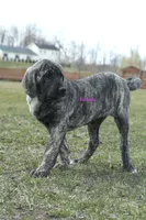Caucasin Ovcharka/FB pup 1, a male Caucasian Ovcharka and Fila Brasileiro for sale in Newburgh, NY – Photo 1 of 7