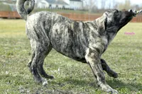 Caucasin Ovcharka/FB pup 1, a male Caucasian Ovcharka and Fila Brasileiro for sale in Newburgh, NY – Photo 7 of 7