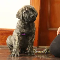 Caucasin Ovcharka/FB pup 1, a male Caucasian Ovcharka and Fila Brasileiro for sale in Newburgh, NY – Photo 4 of 4