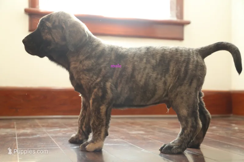 Caucasin Ovcharka/FB pup 1