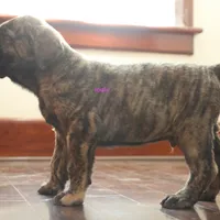 Caucasin Ovcharka/FB pup 1, a male Caucasian Ovcharka and Fila Brasileiro for sale in Newburgh, NY – Photo 1 of 4