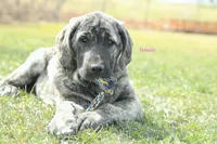 Caucasin Ovcharka/FB pup 1, a male Caucasian Ovcharka and Fila Brasileiro for sale in Newburgh, NY – Photo 2 of 7