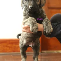 Caucasin Ovcharka/FB pup 1, a male Caucasian Ovcharka and Fila Brasileiro for sale in Newburgh, NY – Photo 2 of 4