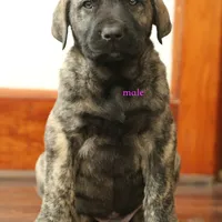 Caucasin Ovcharka/FB pup 1, a male Caucasian Ovcharka and Fila Brasileiro for sale in Newburgh, NY – Photo 3 of 4