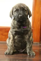 processed/46aa3d7a-4719-4a1e-8504-277ab7e1b7e6/listing/af462e23-25fd-41b5-8010-5a4010b3bfdd/f8772e56-6974-4959-8247-7ec4854c3e1c