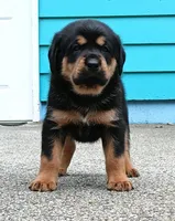 Tibetan Mastiff cross male 1, a male Caucasian Ovcharka and Tibetan Mastiff for sale in Newburgh, NY – 2 of 7