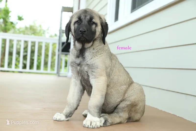 Purebred Kangal 1 Female – Kangal Dog puppy for sale in Newburgh, NY
