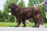 Tibetan Mastiff Queen, a female Caucasian Ovcharka and Tibetan Mastiff for sale in Newburgh, NY – 8 of 8