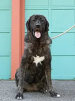 Caucasian Ovcharka/Spanish Mastiff 1 Female, a female Spanish Mastiff and Caucasian Ovcharka for sale in Newburgh, NY – 5 of 8