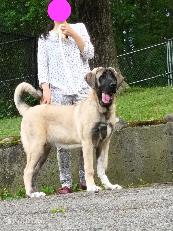 Kangal/Spanish mastiff female 4 – Spanish Mastiff, Kangal Dog puppy for sale in Newburgh, NY