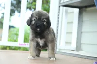 Purebred Caucasian Ovcharka pup 2, a female Caucasian Ovcharka for sale in Newburgh, NY – 8 of 9