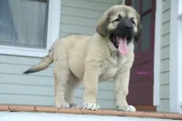 Purebred Caucasian Ovcharka pup 2, a female Caucasian Ovcharka for sale in Newburgh, NY – 9 of 10
