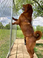 Tibetan Mastiff/Rottweiler male, a male Rottweiler and Tibetan Mastiff for sale in Newburgh, NY – 4 of 4
