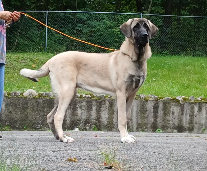 Kangal/Spanish mastiff female – Spanish Mastiff, Kangal Dog puppy for sale in Newburgh, NY