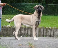 Kangal/Spanish mastiff female, a female Spanish Mastiff and Kangal Dog for sale in Newburgh, NY – 1 of 8