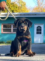 Tibetan Mastiff cross male 5, a male Caucasian Ovcharka and Tibetan Mastiff for sale in Newburgh, NY – 1 of 3