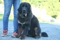 Purebred Tibetan Mastiff Female, a female Tibetan Mastiff for sale in Newburgh, NY – 2 of 4