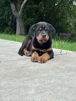 Tibetan Mastiff cross Female , a female Rottweiler and Tibetan Mastiff for sale in Newburgh, NY – 3 of 5