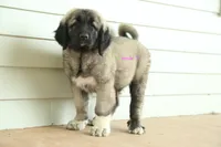 Purebred Kangal  male 3, a male Kangal Dog for sale in Newburgh, NY – 3 of 10