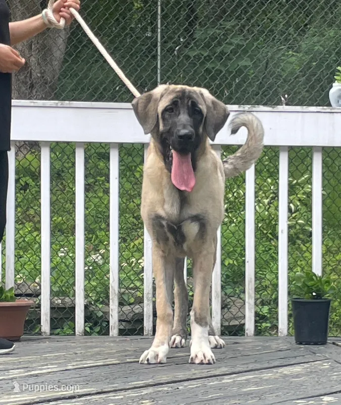 Kangal/Spanish mastiff female – Spanish Mastiff, Kangal Dog puppy for sale in Newburgh, NY