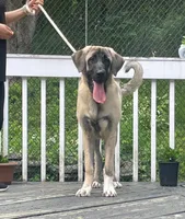 Kangal/Spanish mastiff female, a female Spanish Mastiff and Kangal Dog for sale in Newburgh, NY – 1 of 4