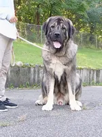 Caucasian Ovcharka/Spanish Mastiff 1 male , a male Spanish Mastiff and Caucasian Ovcharka for sale in Newburgh, NY – 4 of 8