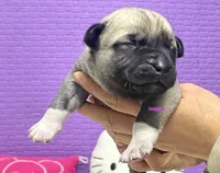 Kangal/Spanish mastiff male 2, a male Spanish Mastiff and Kangal Dog for sale in Newburgh, NY – 2 of 4